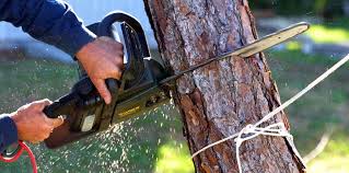 Trusted Salmon Brook, CT Tree Services Experts