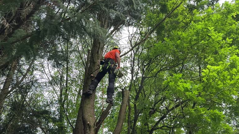 Tree and Shrub Care in Salmon Brook, CT